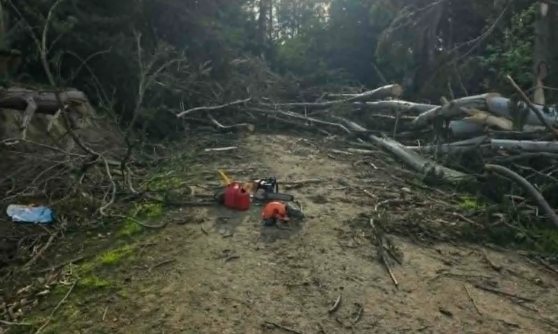 Cleared forest track after chainsaw and slash work