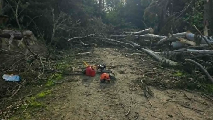 Cleared forest track after chainsaw and slash work