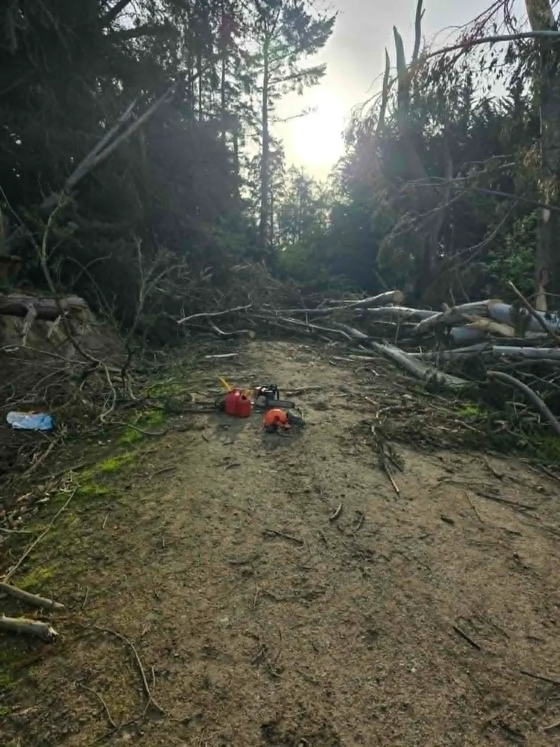 Forest track cleared with a chainsaw after storm damage