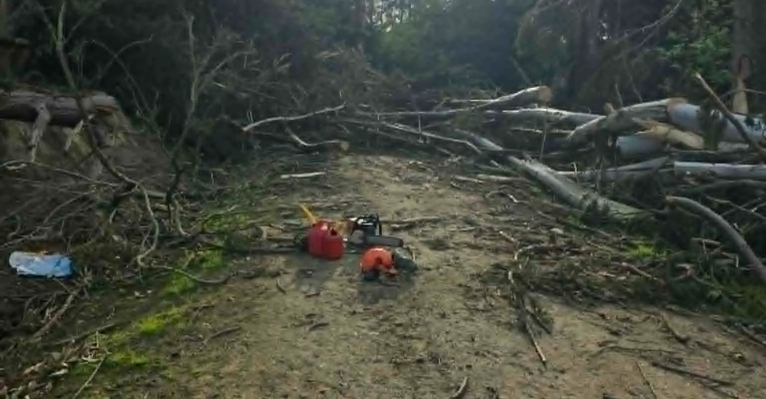 Cleared forest track after chainsaw and slash work
