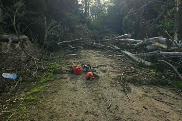 Forest track cleared with a chainsaw