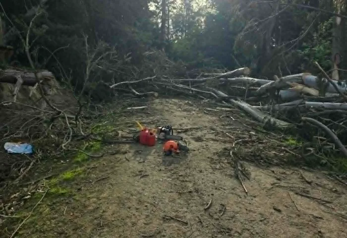Tree felling & removal job site photo
