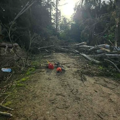 Forest track cleared with a chainsaw