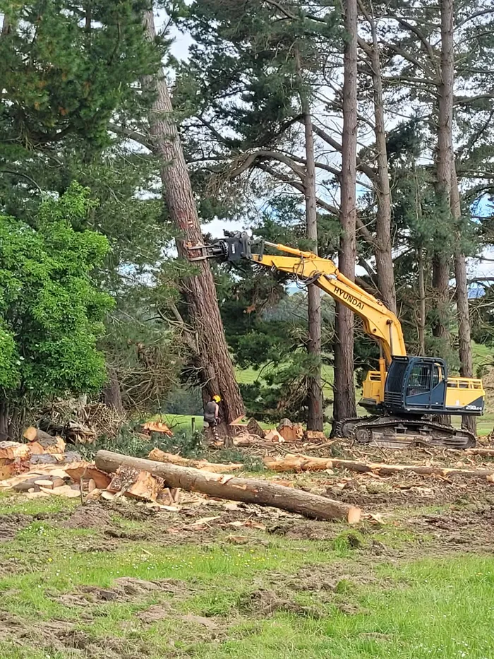 Excavator felling a pine tree with worker in hi-viz