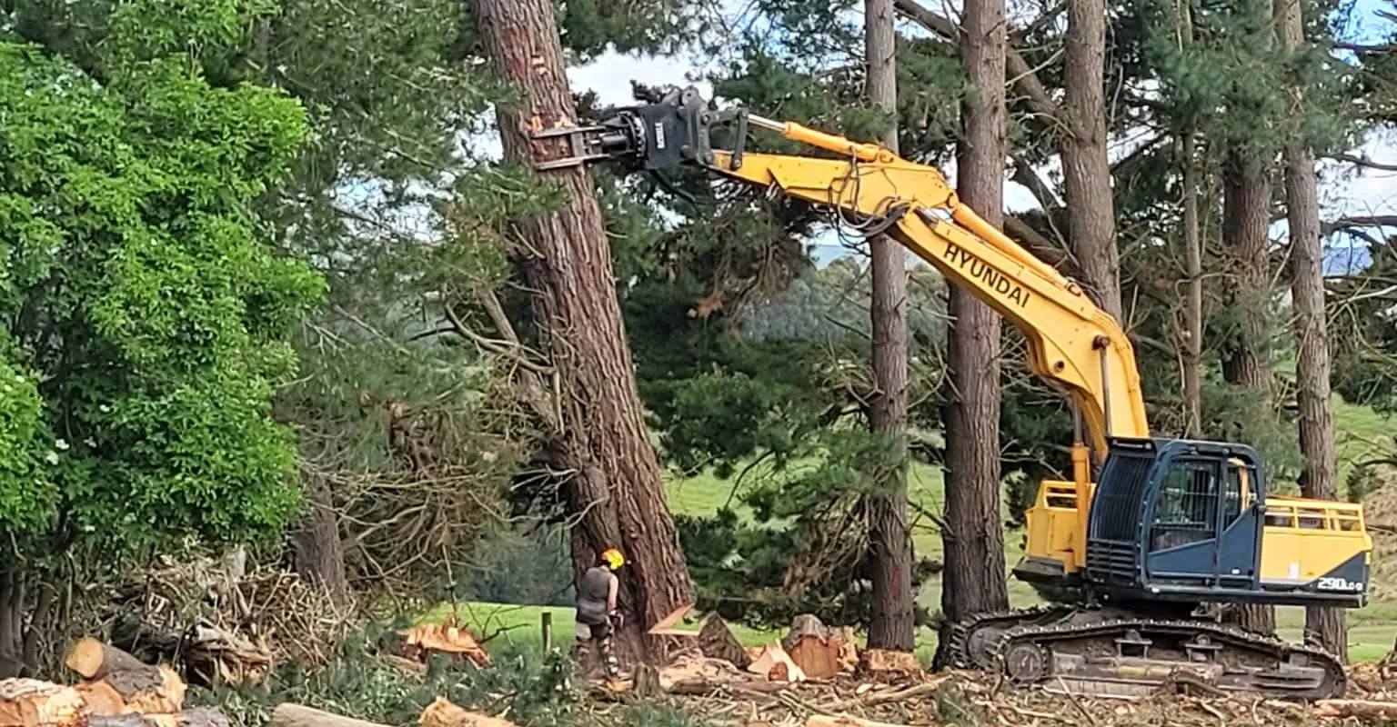 Excavator felling a pine tree with worker in hi-viz