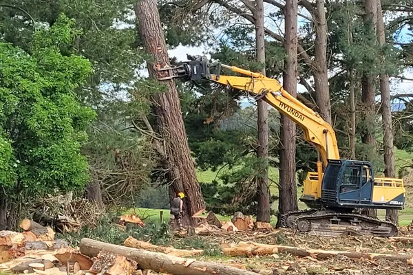 Excavator felling a pine tree with worker in hi-viz