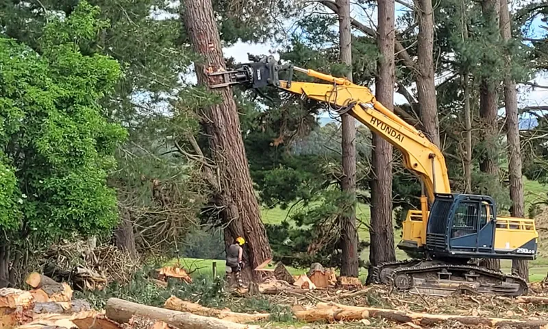 Excavator felling a pine tree with worker in hi-viz