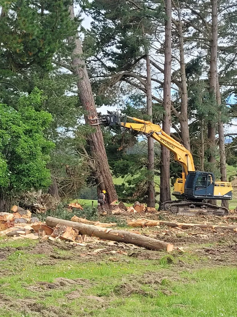 Excavator felling a pine tree with worker in hi-viz