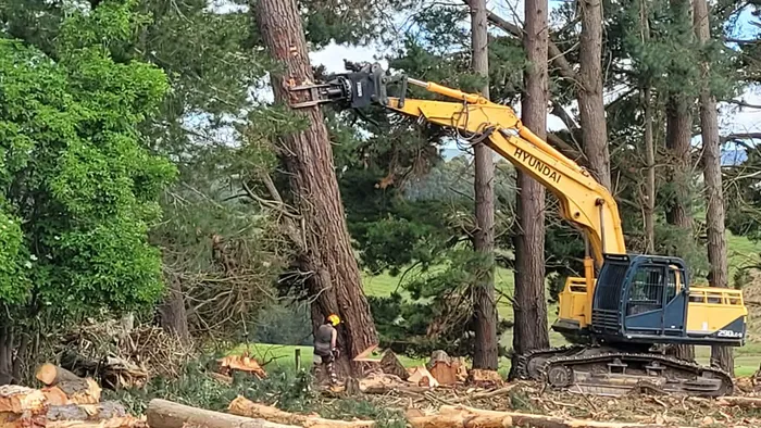 Excavator felling a pine tree with worker in hi-viz