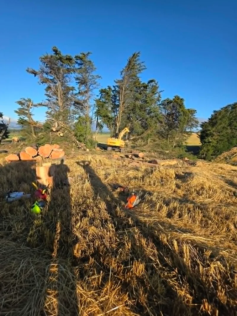 Excavator clearing logs on a rural property