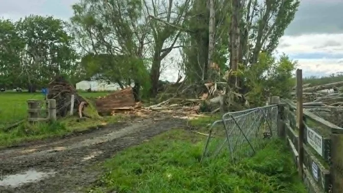 Fallen trees beside a farm gate after shelterbelt removal