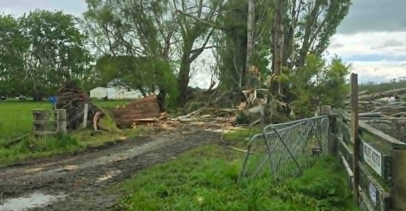 Fallen trees beside a farm gate after shelterbelt removal
