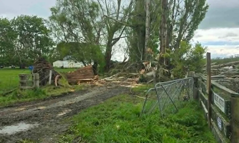 Fallen trees beside a farm gate after shelterbelt removal