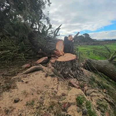 Large tree stump remaining after felling