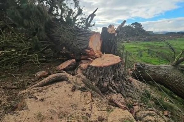 Large tree stump after felling