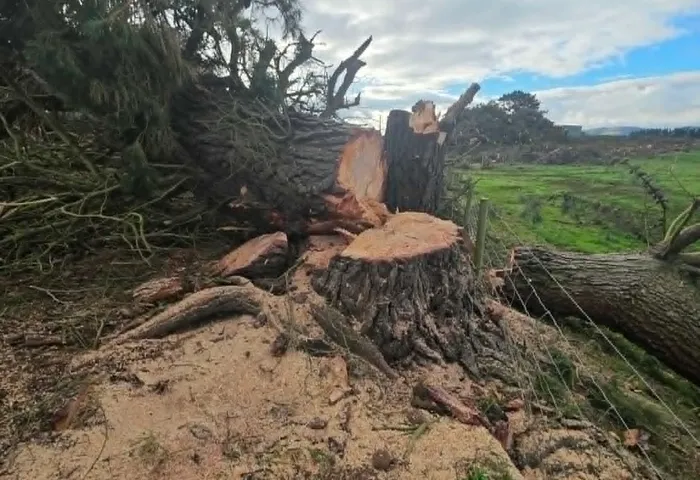 Tree felling & removal job site photo