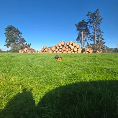 Log pile stacked in a green paddock