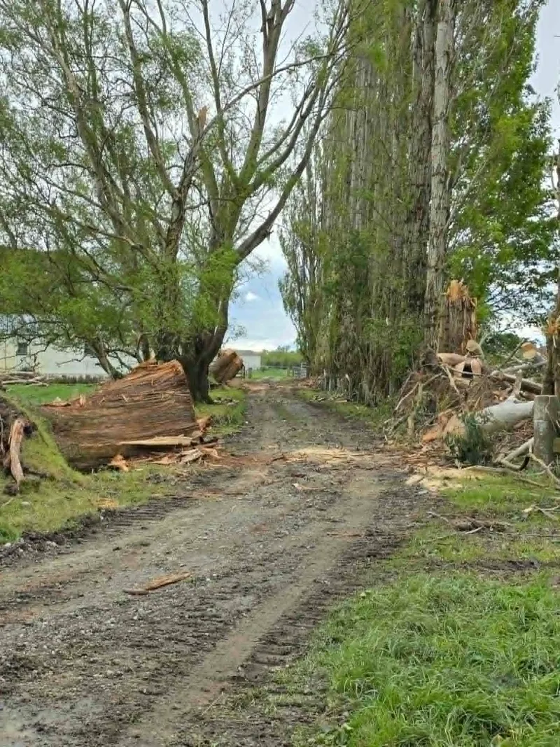 Storm-damaged trees blocking a rural driveway