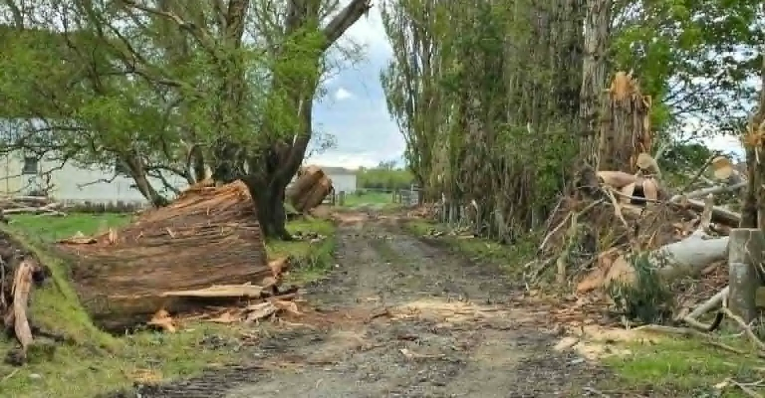 Storm-damaged trees cleared from a driveway