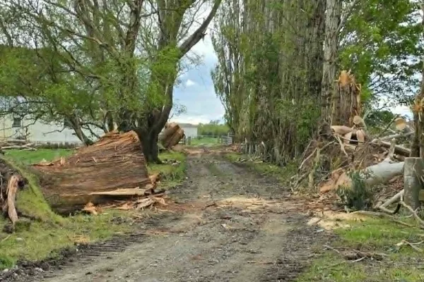 Storm-damaged trees cleared from a driveway