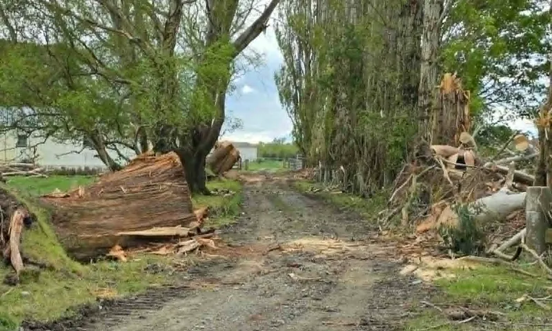 Storm-damaged trees cleared from a driveway