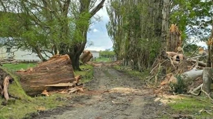 Storm-damaged trees cleared from a driveway