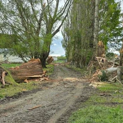 Storm-damaged trees cleared from a driveway